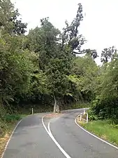 Photographie d'une route séparée en deux par un arbre poussant entre les deux voies de circulation.
