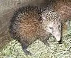 Tenrec acaude