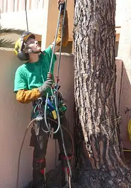 Un arboriste-grimpeur entièrement équipé.