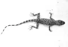 Description de l'image Tenuidactylus indusoani.jpg.