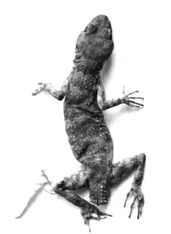 Description de l'image Tenuidactylus walli02.jpg.