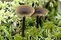 Le genre Tephrocybe : Tephrocybe.palustris