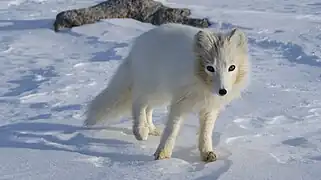 Photographie en couleurs d'un renard au pelage blanc gambadant sur la neige.