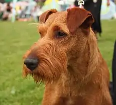 Terrier irlandais