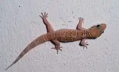 Description de l'image Termitehill gecko sal.jpg.