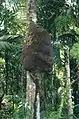 Une termitière arboricole accolée en Guyane.