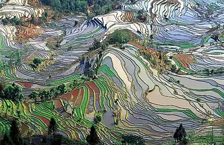 Photo couleur de rizières en terrasses.