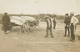 Photographie en noir et blanc d'un attelage bovin et de plusieurs hommes.