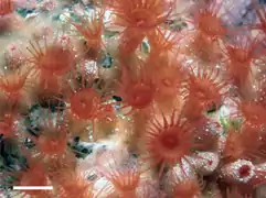 Terrazoanthus onoi (Hydrozoanthidae)