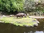 Hippopotame