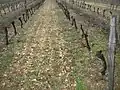 Terroir calcaire : on distingue au sol les petits cailloux blancs calcaires.