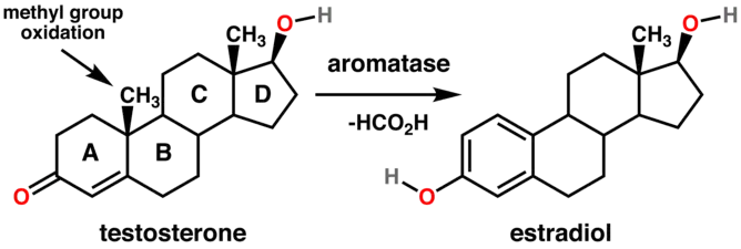 (en) Aromatisation de la testostérone en estradiol par une aromatase.