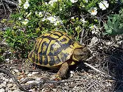 Une tortue se mouvant près d’une ciste à feuilles de sauge