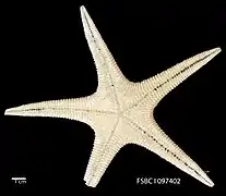 Tethyaster grandis (face orale)