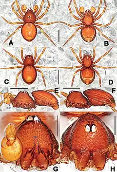 Description de l'image Tetrablemma kepense (10.3897-zookeys.777.24917) Figure 1.jpg.