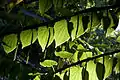 Feuilles et fleurs