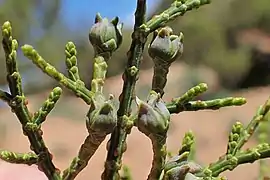 Tetraclinis articulata