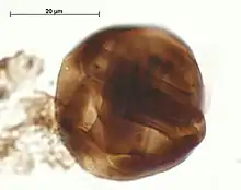 Tetrade de cryptospore  (Tetrahedraletes medinensis)