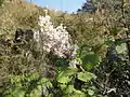 Tetradenia riparia dans son habitat naturel à Louwsburg (KwaZulu-Natal, Afrique du Sud)