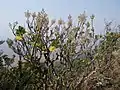 Tetradenia riparia in situ à 1600 m d'altitude (proche de Ribáuè au nord du Mozambique)