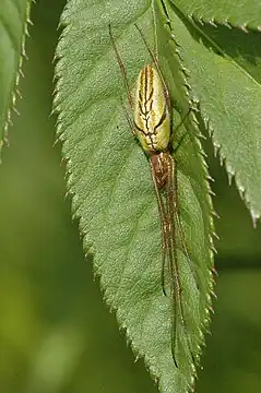 Tetragnatha extensa ♀