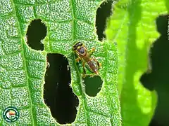 Tetragonisca angustula.