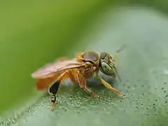 Tetragonisca fiebrigi.