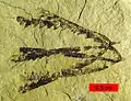 Pendeograptus fruticosus (fossile de l'Ordovicien, Australie