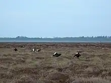 7 Tétras lyre mâles regroupés sur une aire de parade, leur queue blanche présentée en éventail, bien en évidence.