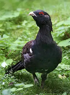 Oiseau noir vu de face, posé au sol dans l'herbe.
