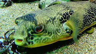 Aquarium du palais de la Porte Dorée.