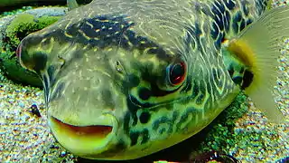 Spécimen à l'aquarium du palais de la Porte Dorée.