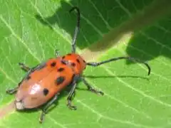 Tetraopes tetrophthalmus (Forster, ????)