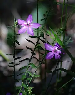 Description de l'image Tetratheca hirsuta gnangarra.JPG.