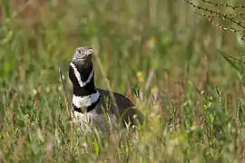 Photographie en couleurs d'un oiseau brun dont le cou blanc barré de noir émerge de la végétation.