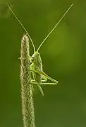 Nymphe de Tettigonia viridissima ♀.