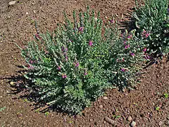 Teucrium marum.