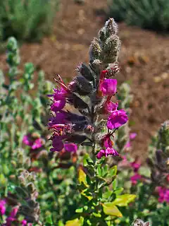 Photographie couleur d'une plante associant des chardons et des fleurs violettes.