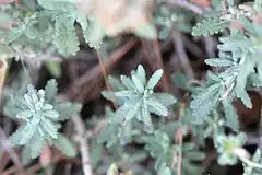 Description de l'image Teucrium polium subsp. clapae.JPG.