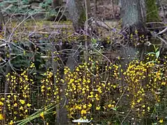 Fleurs d'Utriculaire vulgaire.