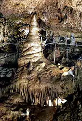 L'arbre de la salle des Géants, à l'intérieur de la Grotte du diable de Pottenstein