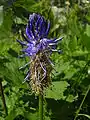 Raiponce à feuilles de bétoine, Phyteuma betonicifolium, près du col du Longet