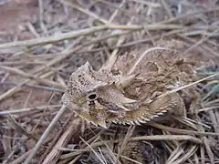 Description de l'image TexasHornedLizard.jpg.