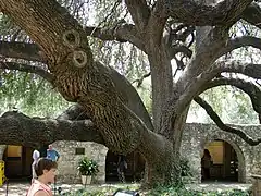 Description de l'image Texas Live Oak Quercus fusiformis.jpg.