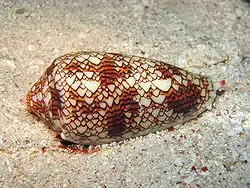 Conus textile (Conidae)