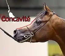 Photographie légendée d'une tête de cheval, vue de profil.