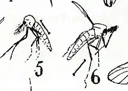 Chironomus serresi (5) avec son voisin de découverte Chironomus aquisextanus (6).