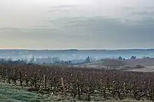 Photographie en couleurs de la vallée d'un cours d'eau sous la brume avec des vignes au premier plan.