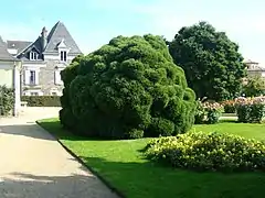 Cryptomeria japonica taillé en boule dans le parc du Thabor à Rennes.