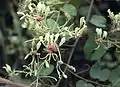 Arbre à orchidées Bauhinia similis